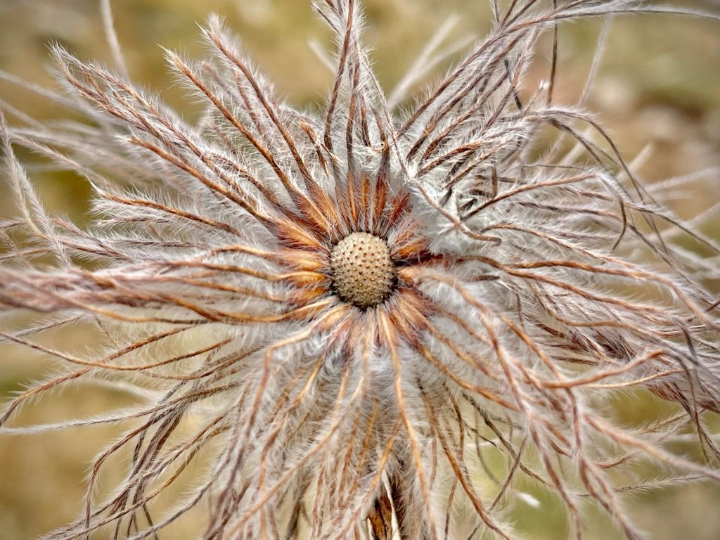 Alpine flower in autumn to lighten up the heavy inventory ;-)