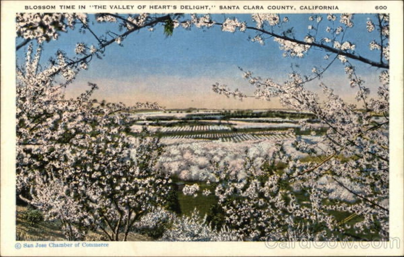 Blossom time in "the valley of heart's delight", Santa Clara County, California.