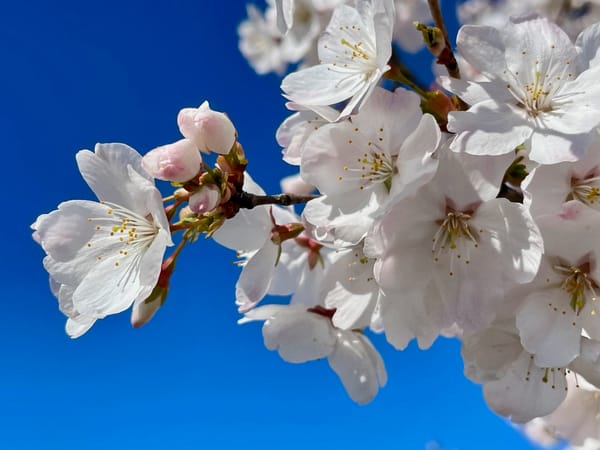 Flowering Prunus to show colour and beauty.