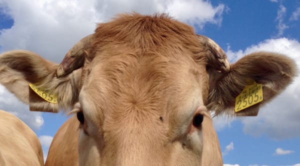  Cow tracked by ear marks.