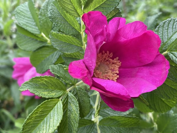 Magenta coloured flower.